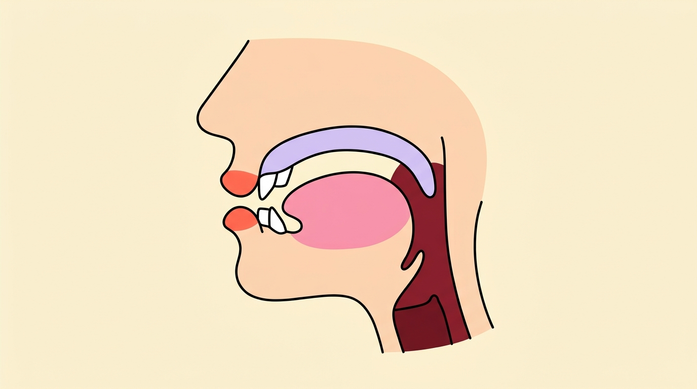 Cartoon anatomical cross-section of the mouth, five articulators color-coded